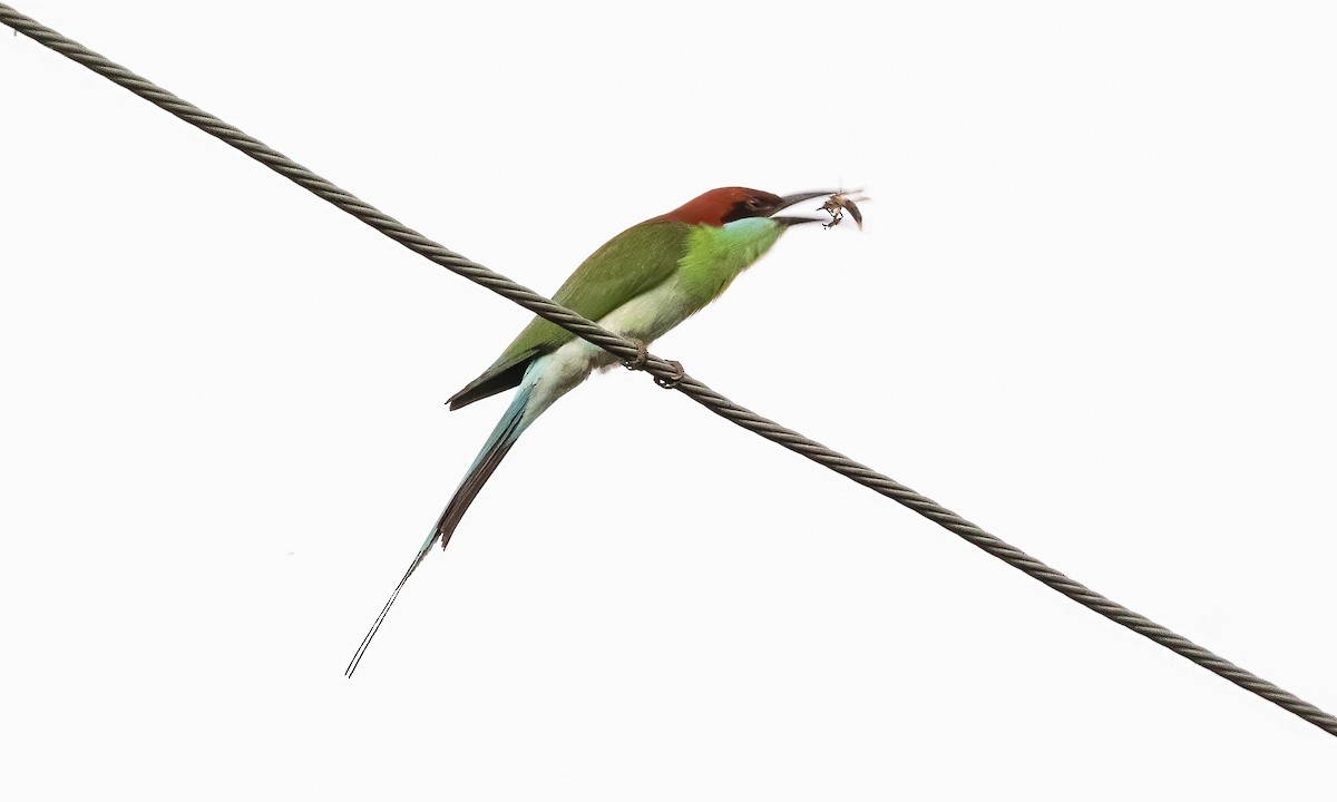 Rufous-crowned Bee-eater - ML618539444