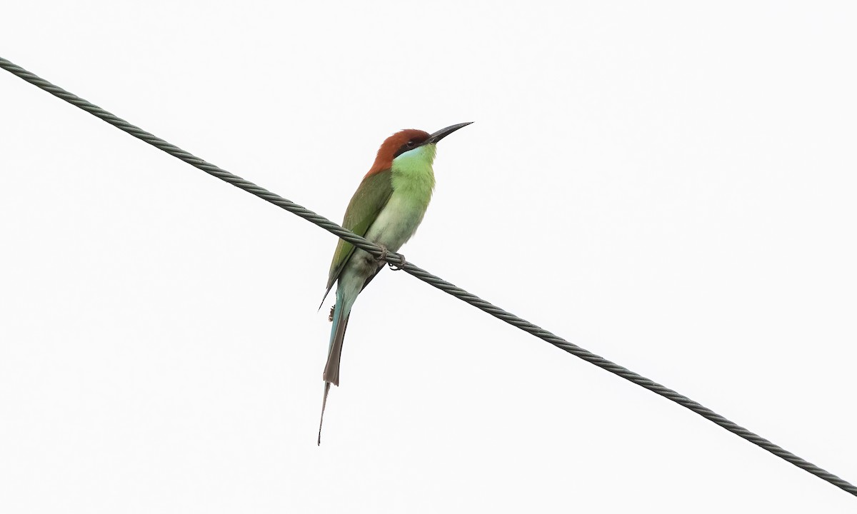 Rufous-crowned Bee-eater - ML618539445