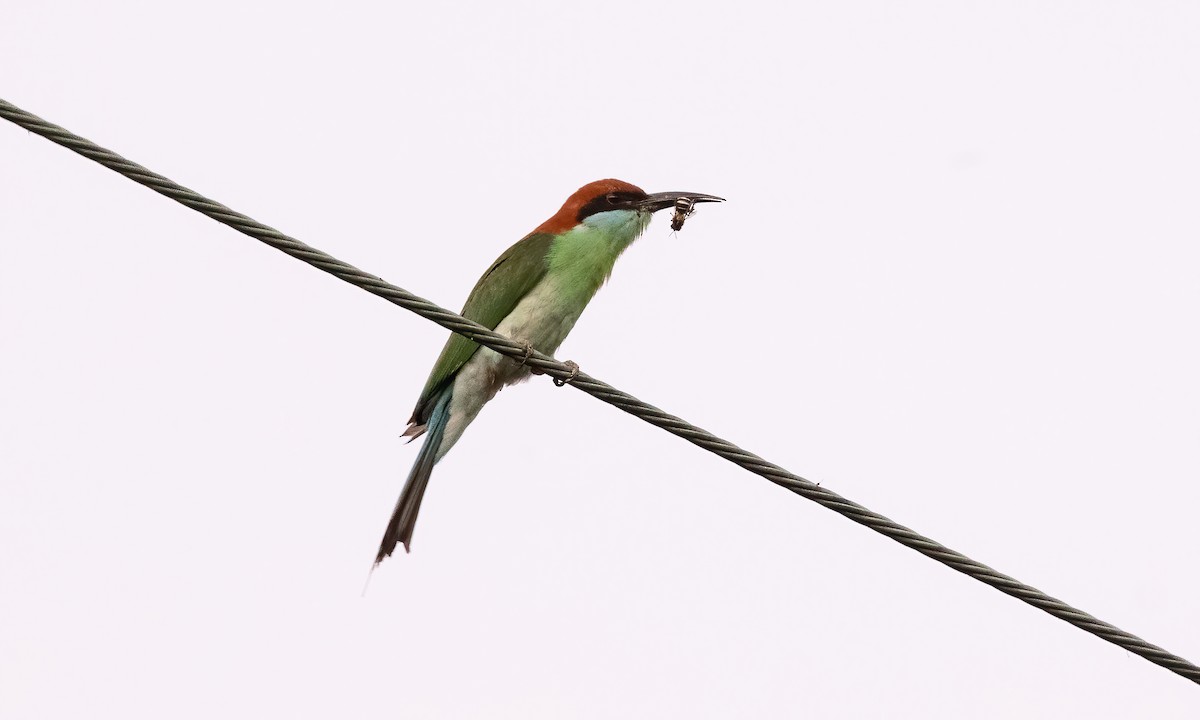 Rufous-crowned Bee-eater - ML618539446