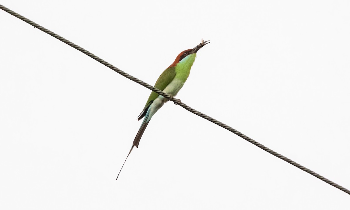 Rufous-crowned Bee-eater - ML618539447
