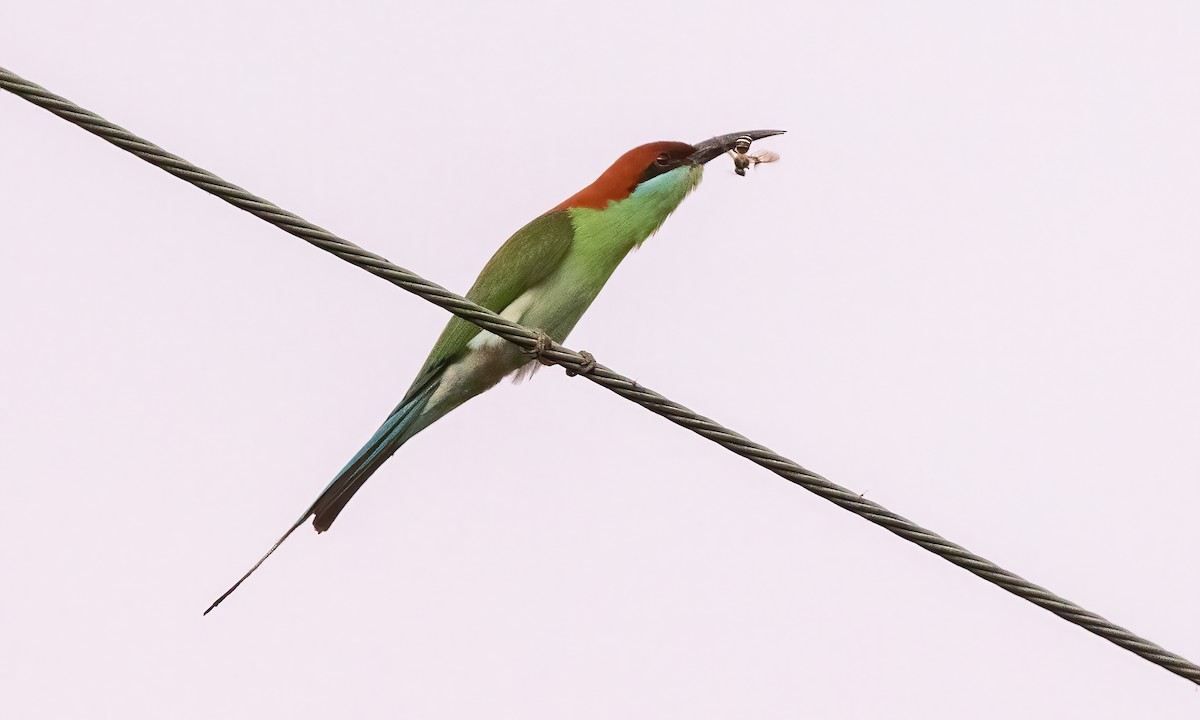 Rufous-crowned Bee-eater - ML618539449