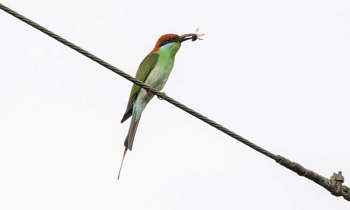 Rufous-crowned Bee-eater - ML618539450