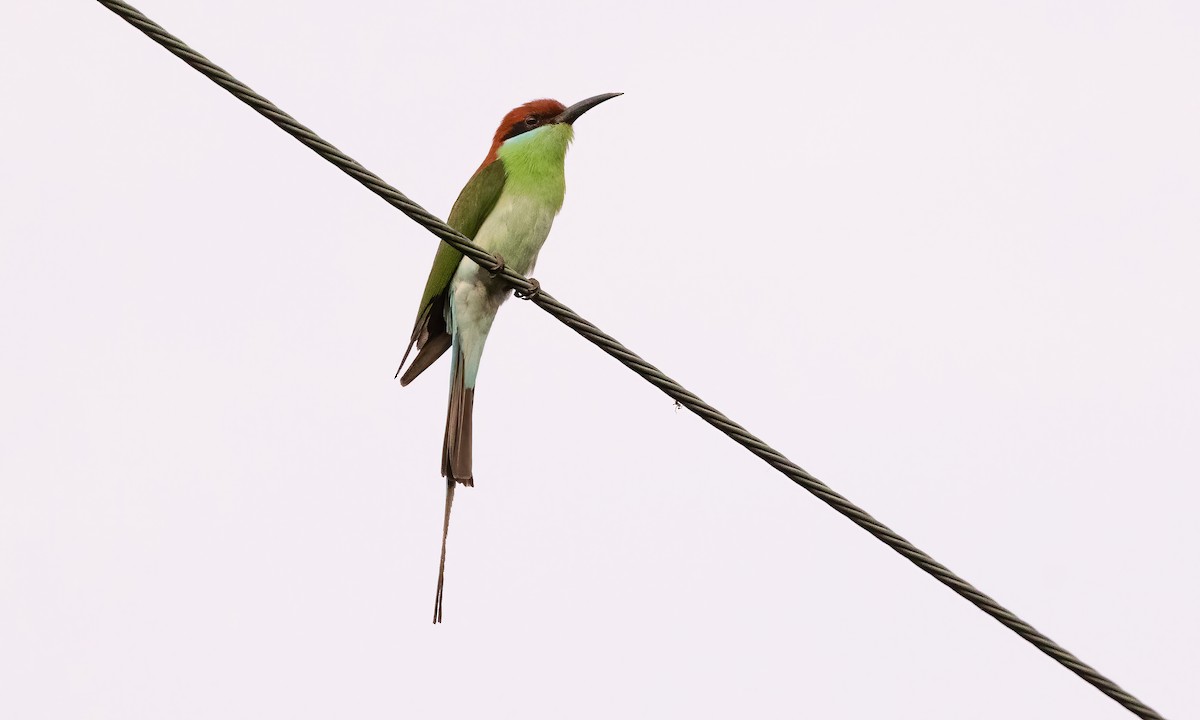 Rufous-crowned Bee-eater - ML618539451