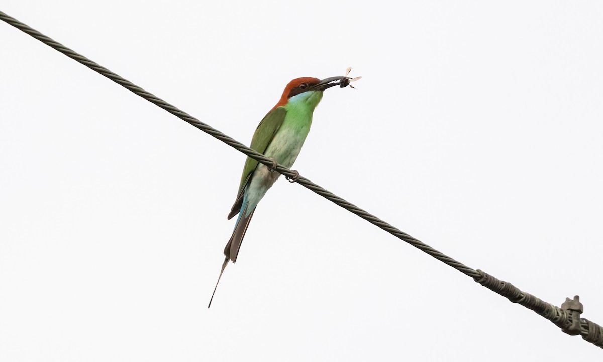 Rufous-crowned Bee-eater - ML618539452
