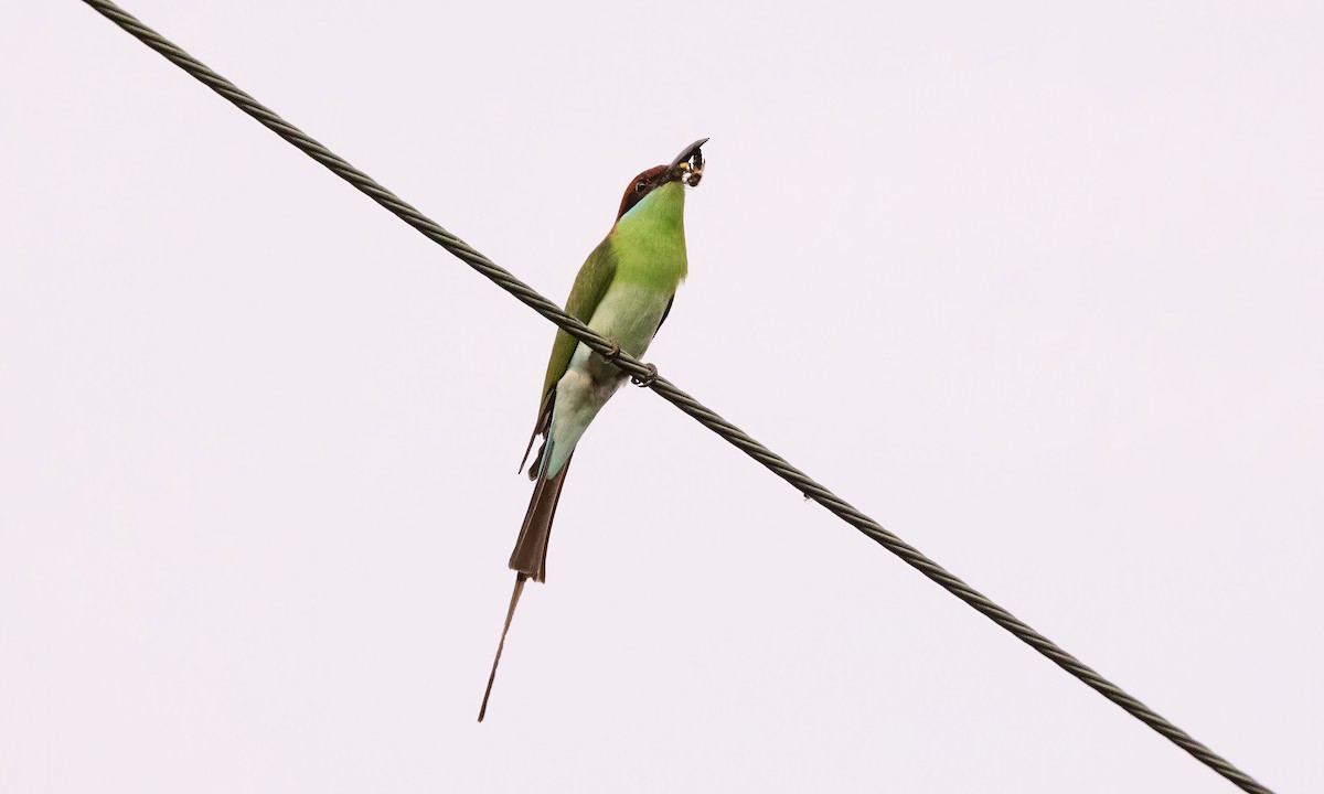 Rufous-crowned Bee-eater - ML618539453