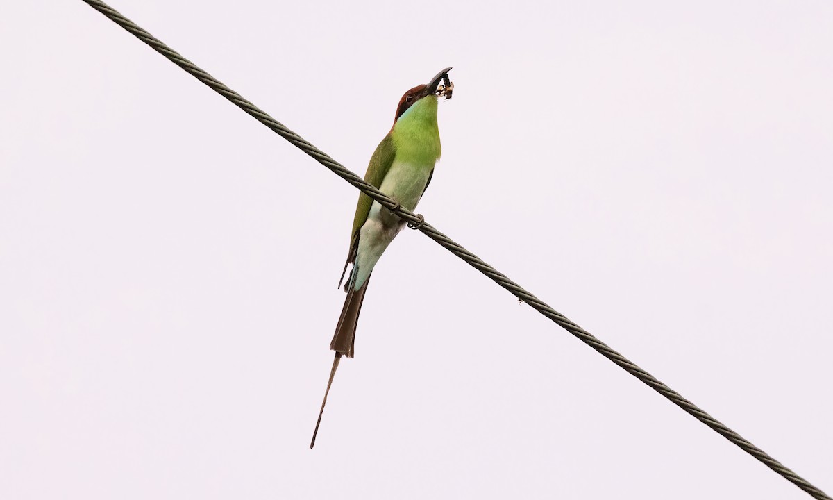 Rufous-crowned Bee-eater - ML618539454