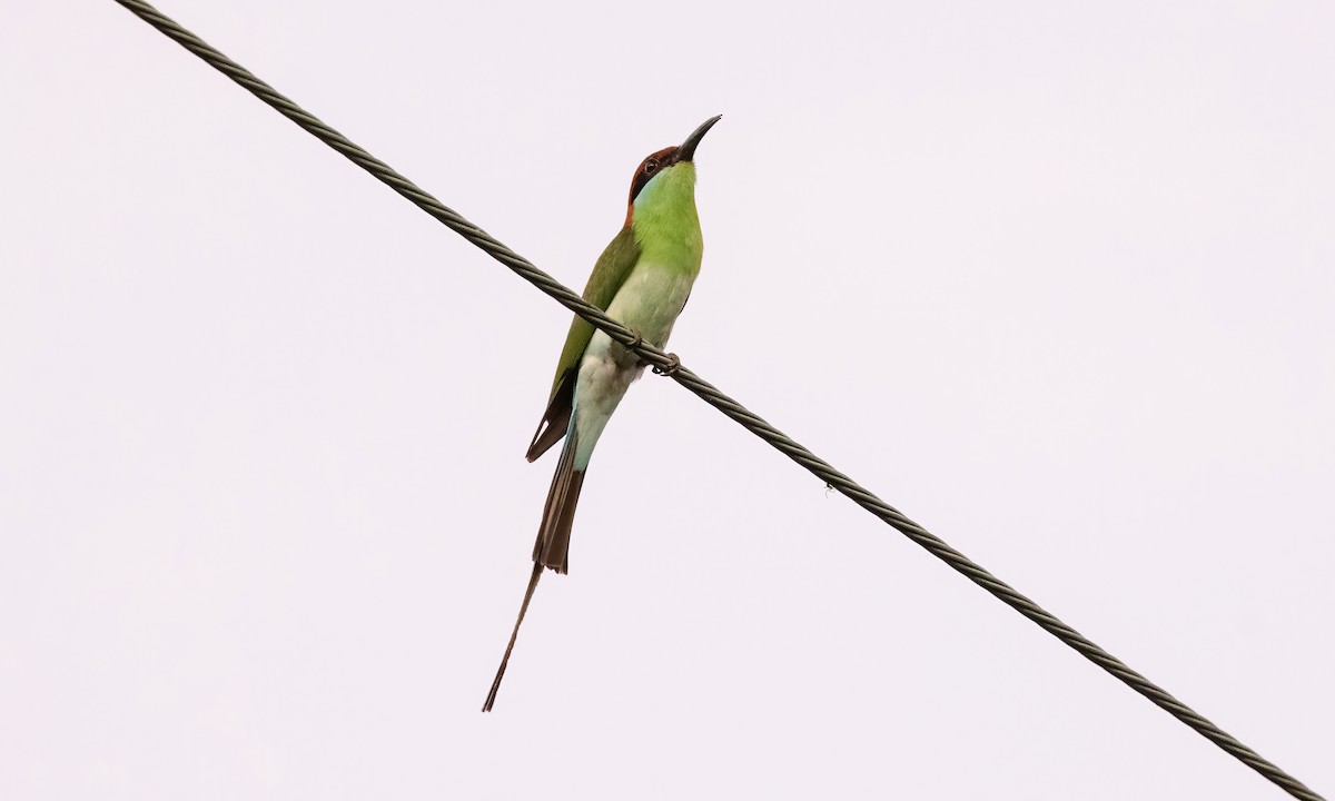 Rufous-crowned Bee-eater - Paul Fenwick