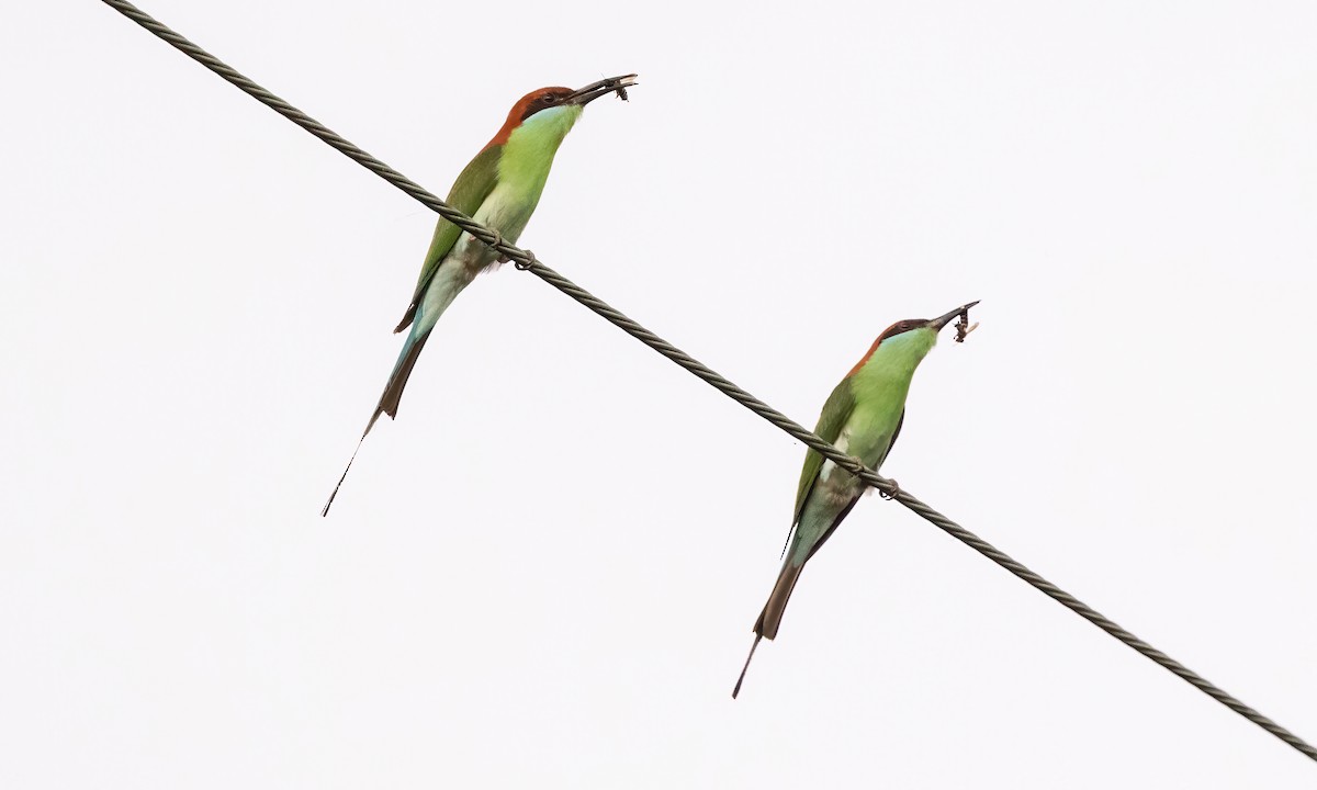 Rufous-crowned Bee-eater - ML618539456
