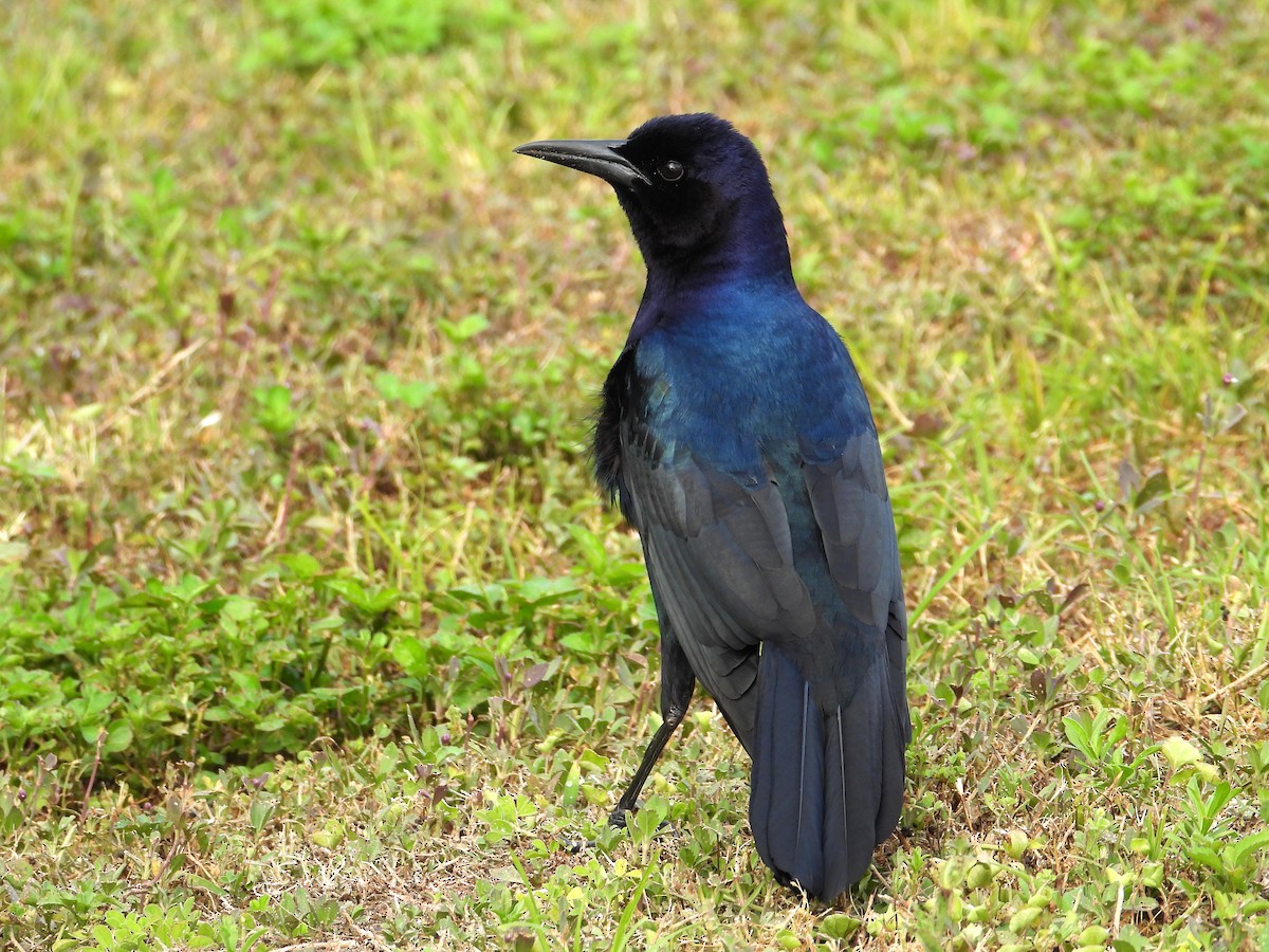 Boat-tailed Grackle - ML618539493