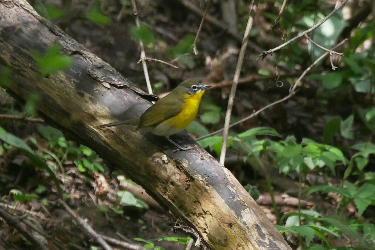 Yellow-breasted Chat - ML618539529