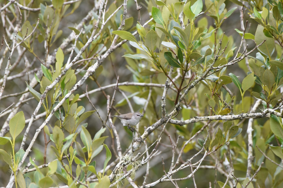 Gérygone des mangroves - ML618539544