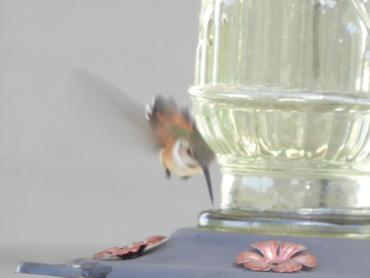 Rufous/Allen's Hummingbird - ML618539554