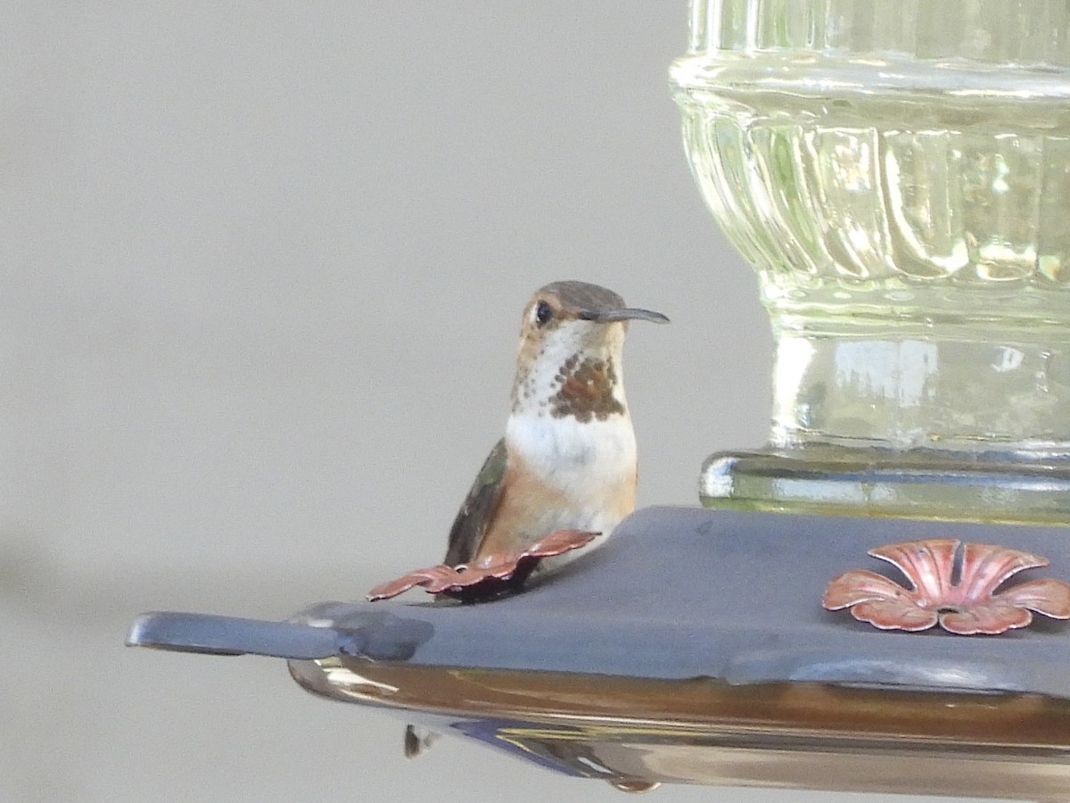 Rufous/Allen's Hummingbird - ML618539555