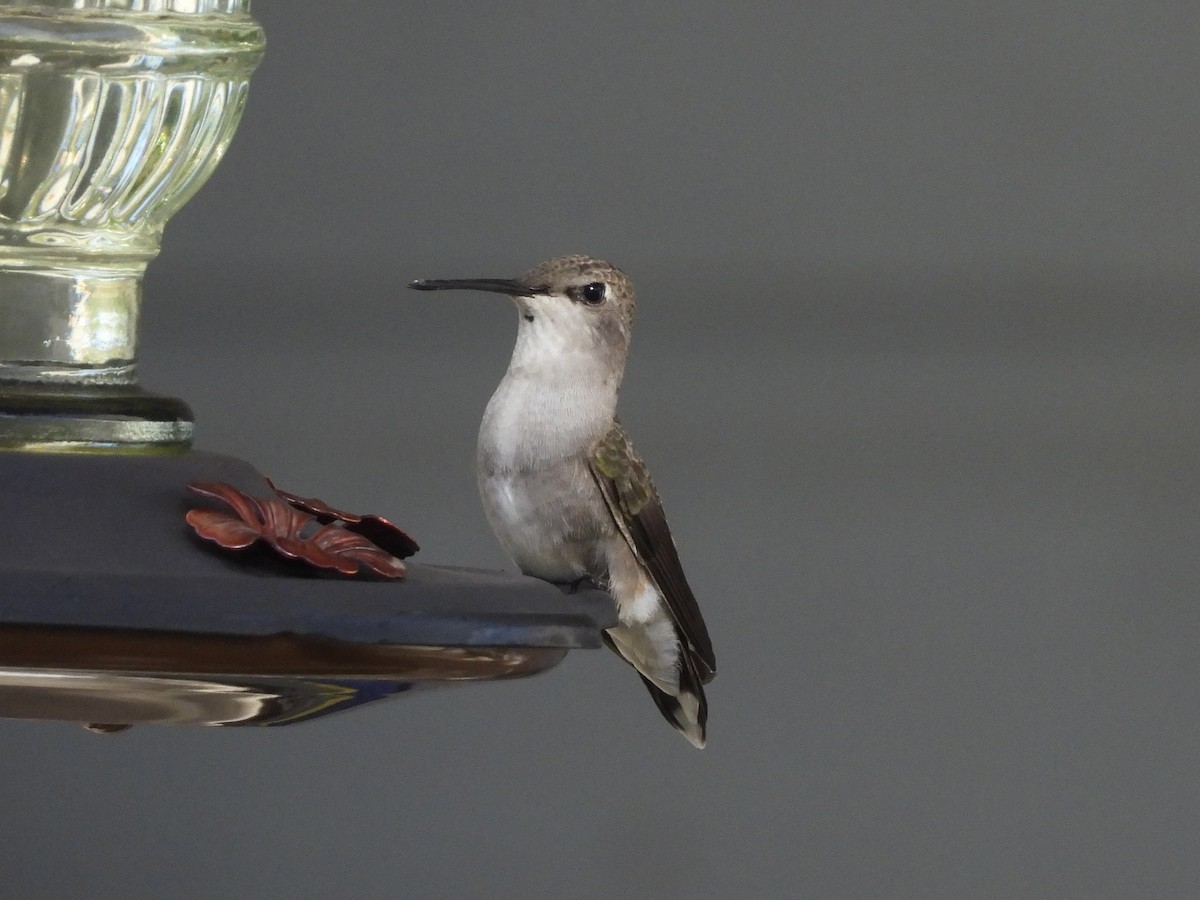 Black-chinned Hummingbird - ML618539574