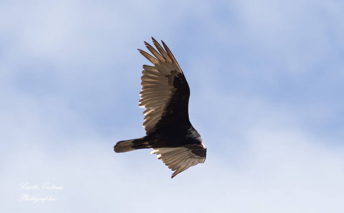 Turkey Vulture - ML618539581