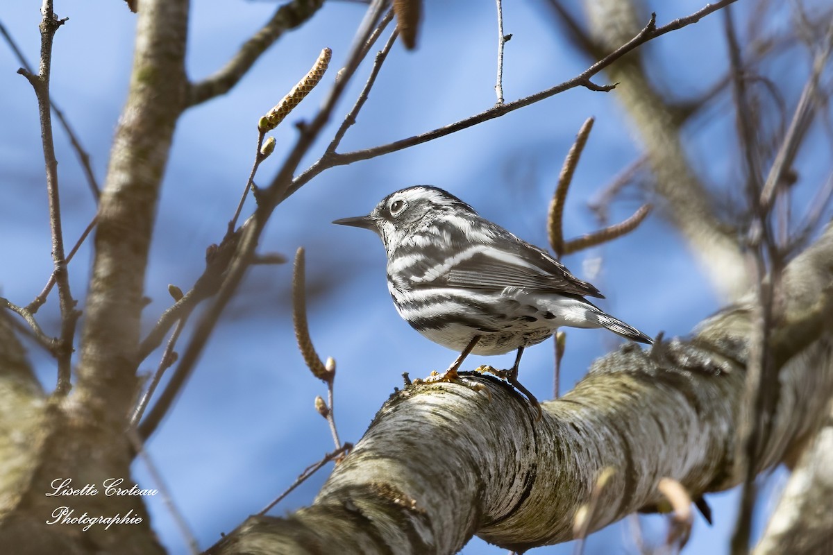 Black-and-white Warbler - Lisette Croteau