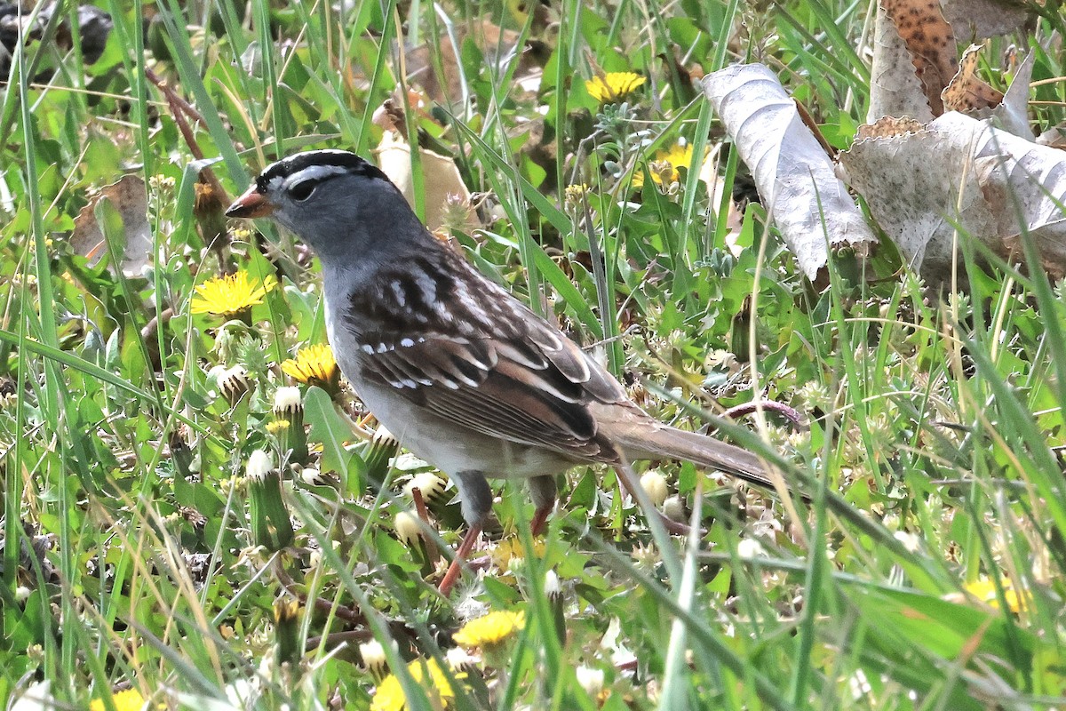 White-crowned Sparrow - ML618539605