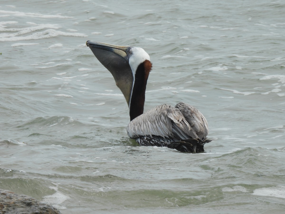 Brown Pelican (Atlantic) - Nathan Wahler