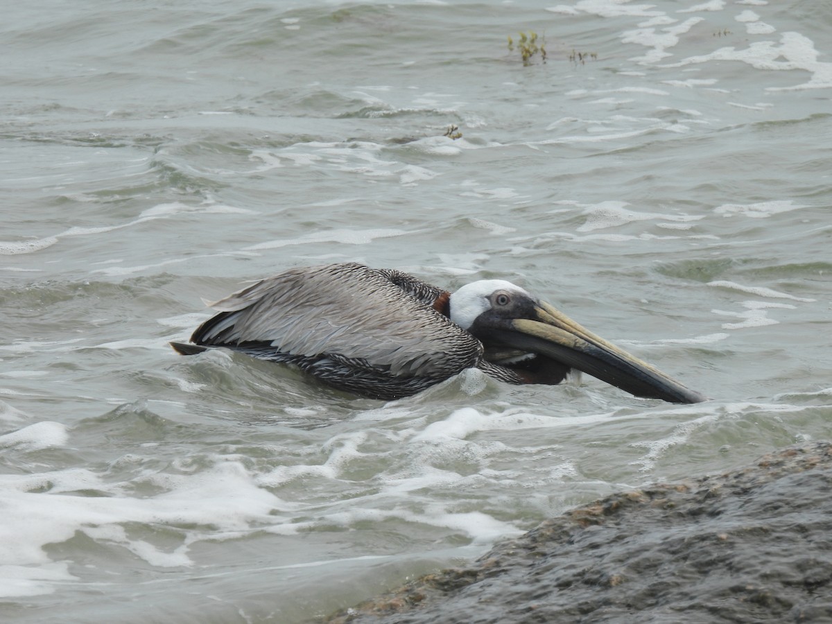 Brown Pelican (Atlantic) - ML618539608