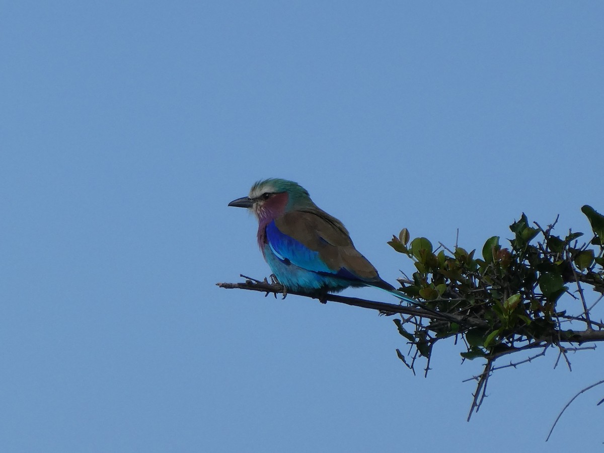 Lilac-breasted Roller - ML618539612