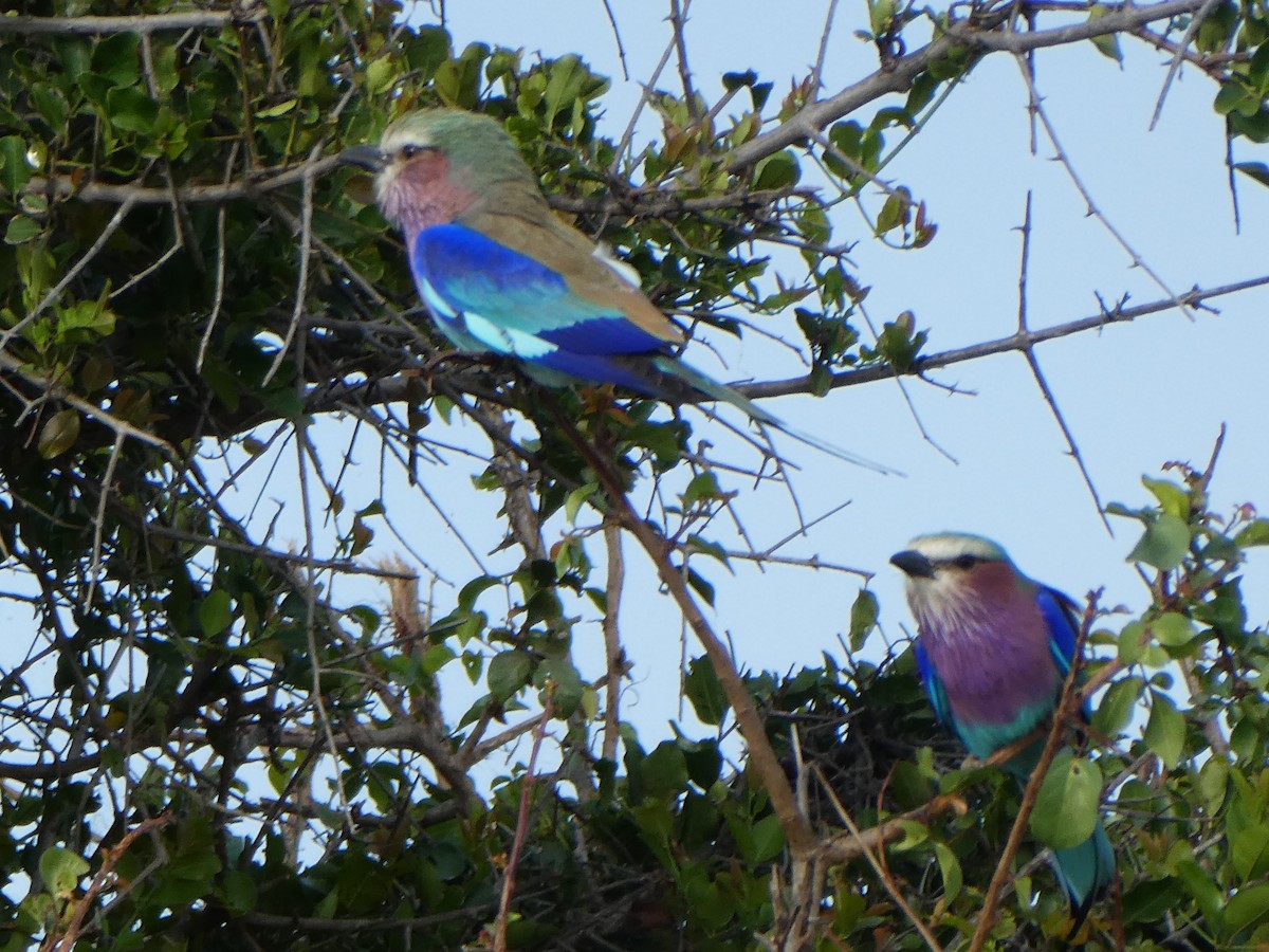 Lilac-breasted Roller - ML618539613