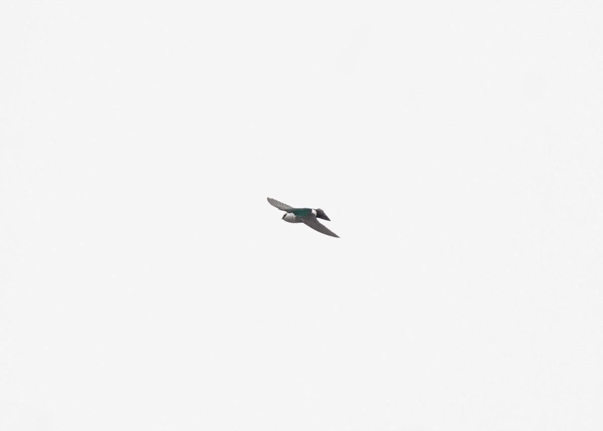 Violet-green Swallow - ML618539620