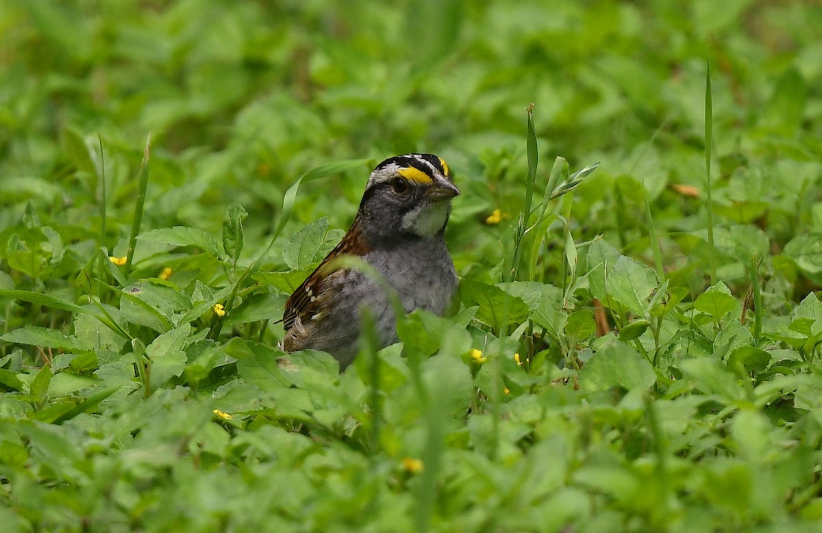 White-throated Sparrow - ML618539653