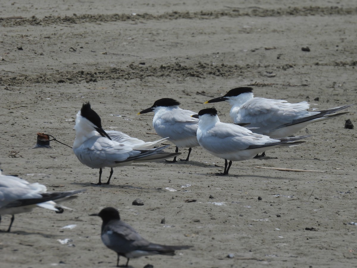Sandwich Tern (Cabot's) - Nathan Wahler