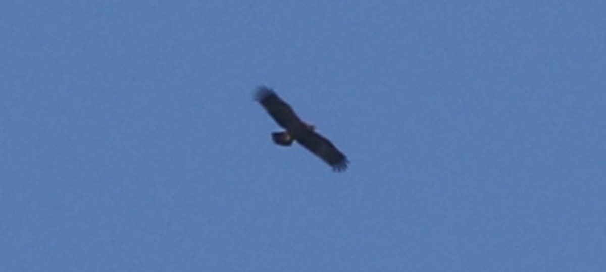 Lesser Spotted Eagle - Gerrit Jan Klop