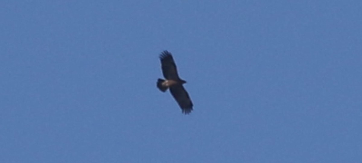 Lesser Spotted Eagle - ML618539660