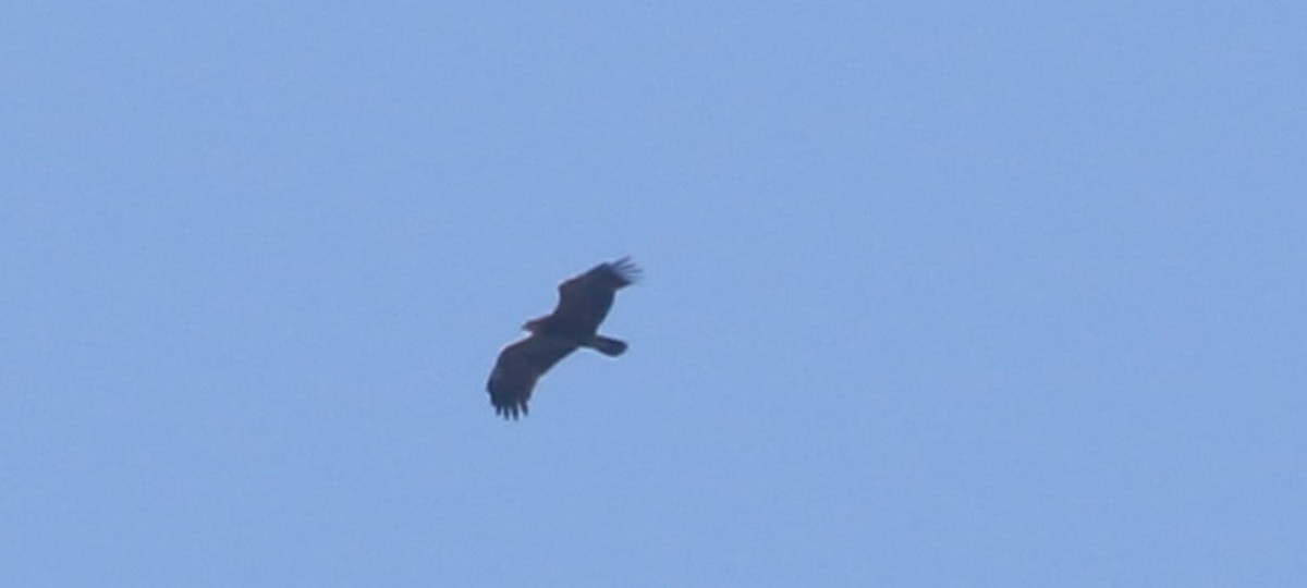 Lesser Spotted Eagle - Gerrit Jan Klop