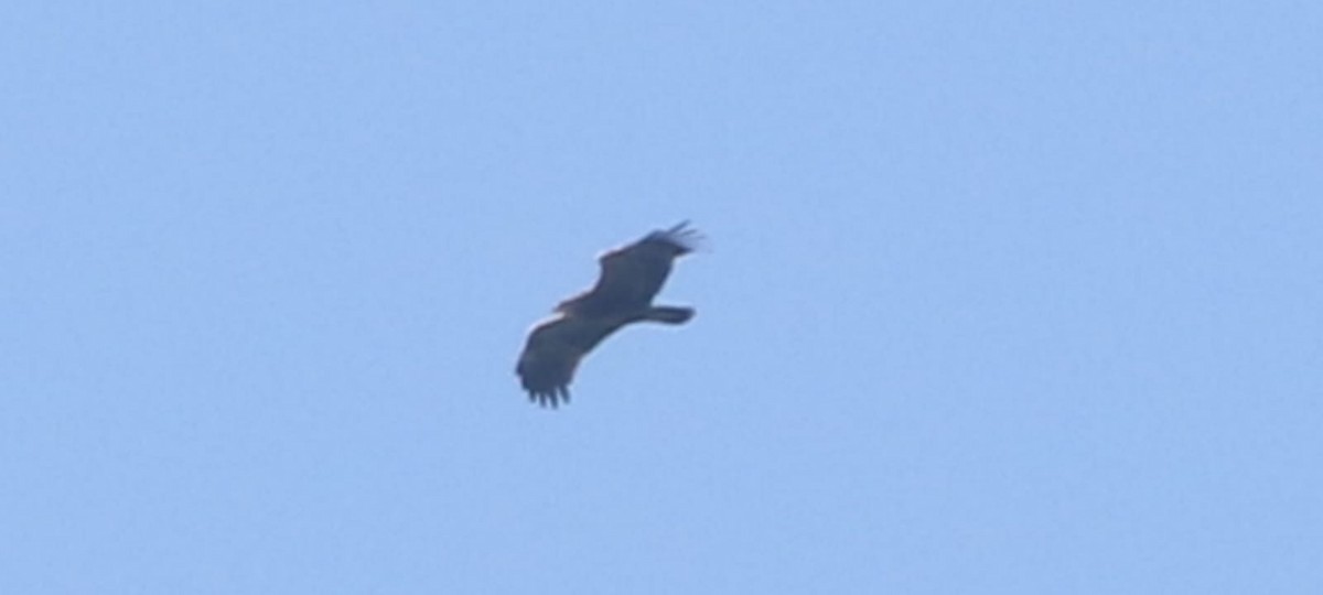 Lesser Spotted Eagle - ML618539664