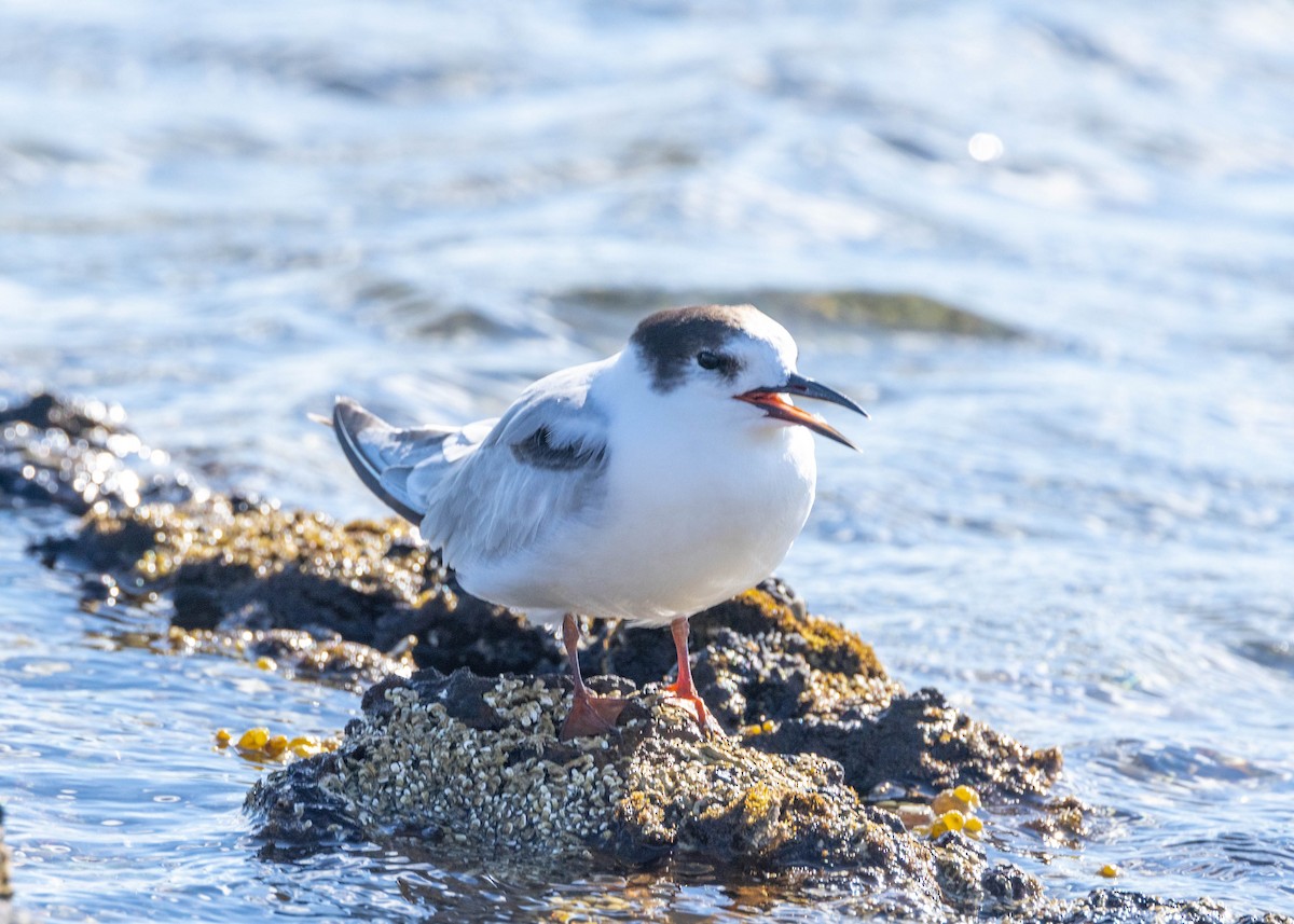 Common Tern - Robert Gully