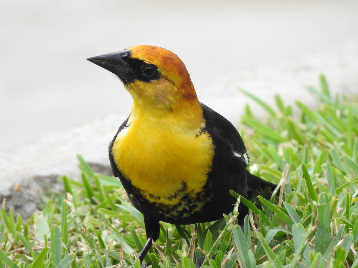 Yellow-headed Blackbird - Joseph Aubert
