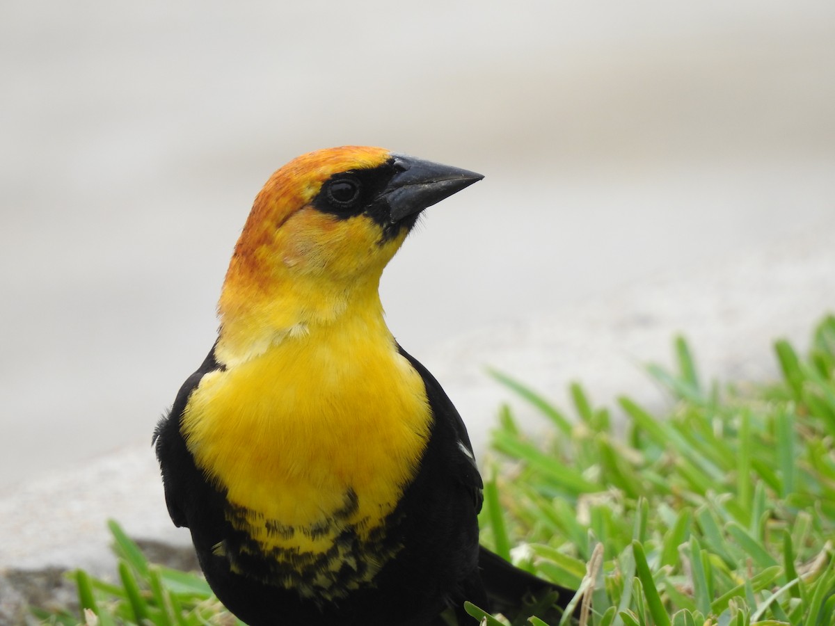 Yellow-headed Blackbird - ML618539678
