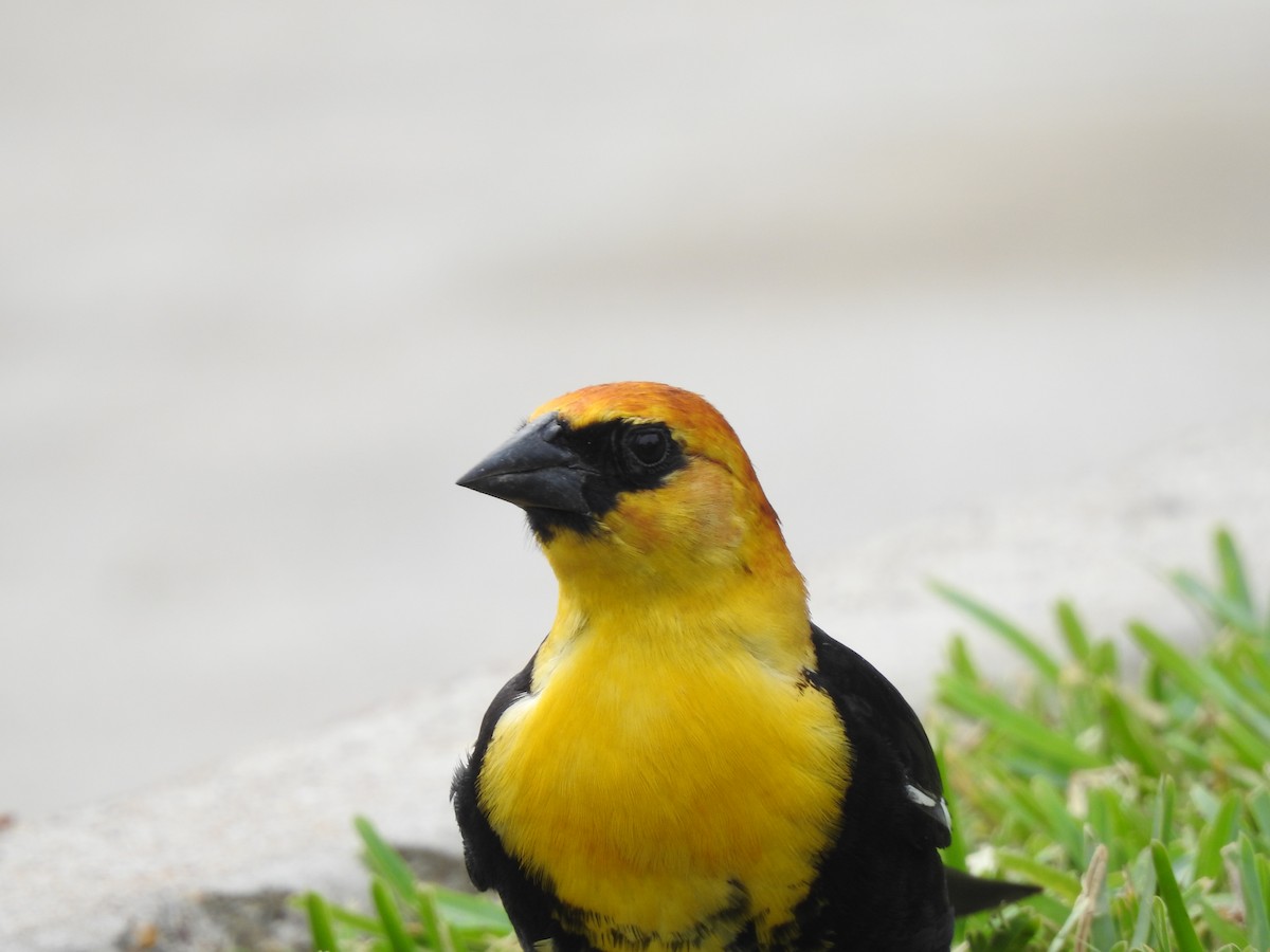 Yellow-headed Blackbird - ML618539680