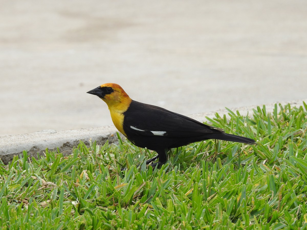 Yellow-headed Blackbird - ML618539683