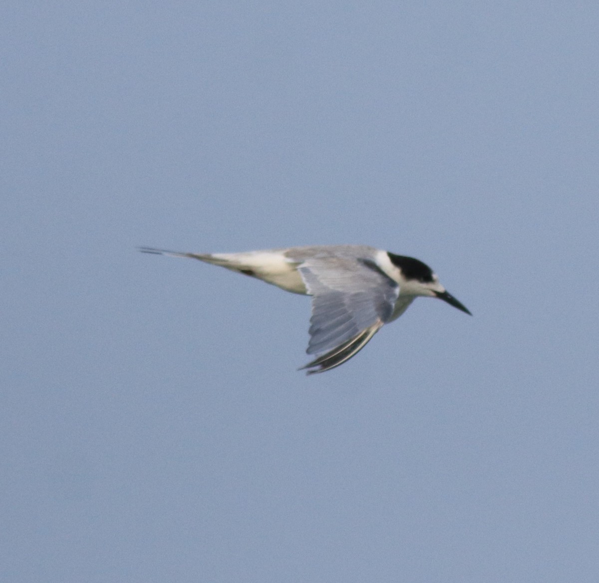 Common Tern - ML618539704