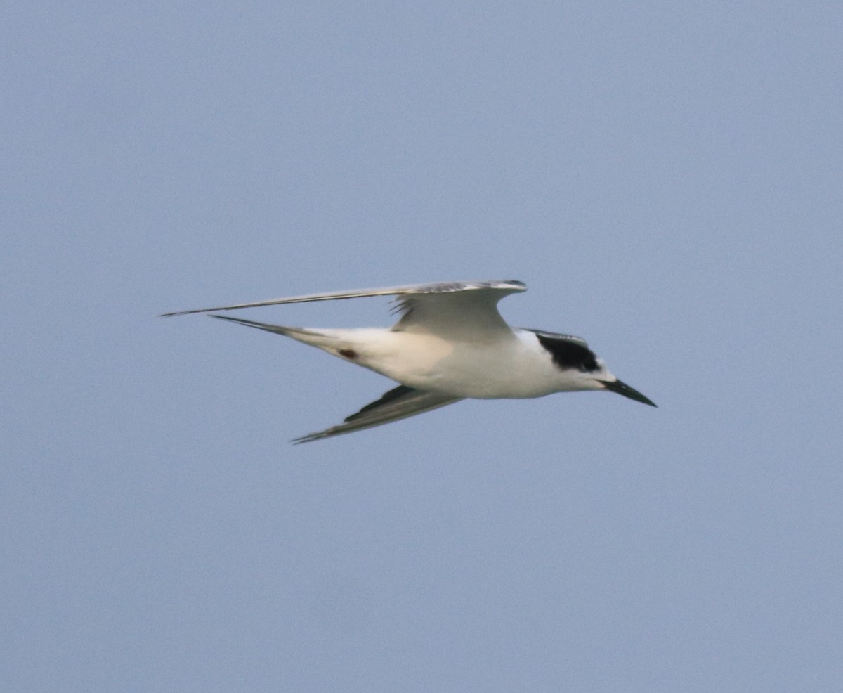 Common Tern - ML618539708