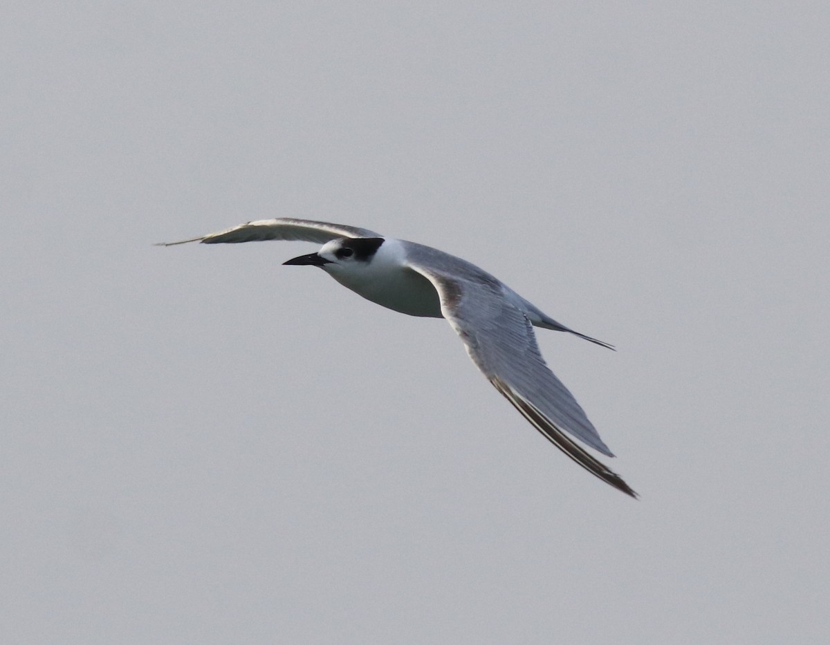 Common Tern - Afsar Nayakkan