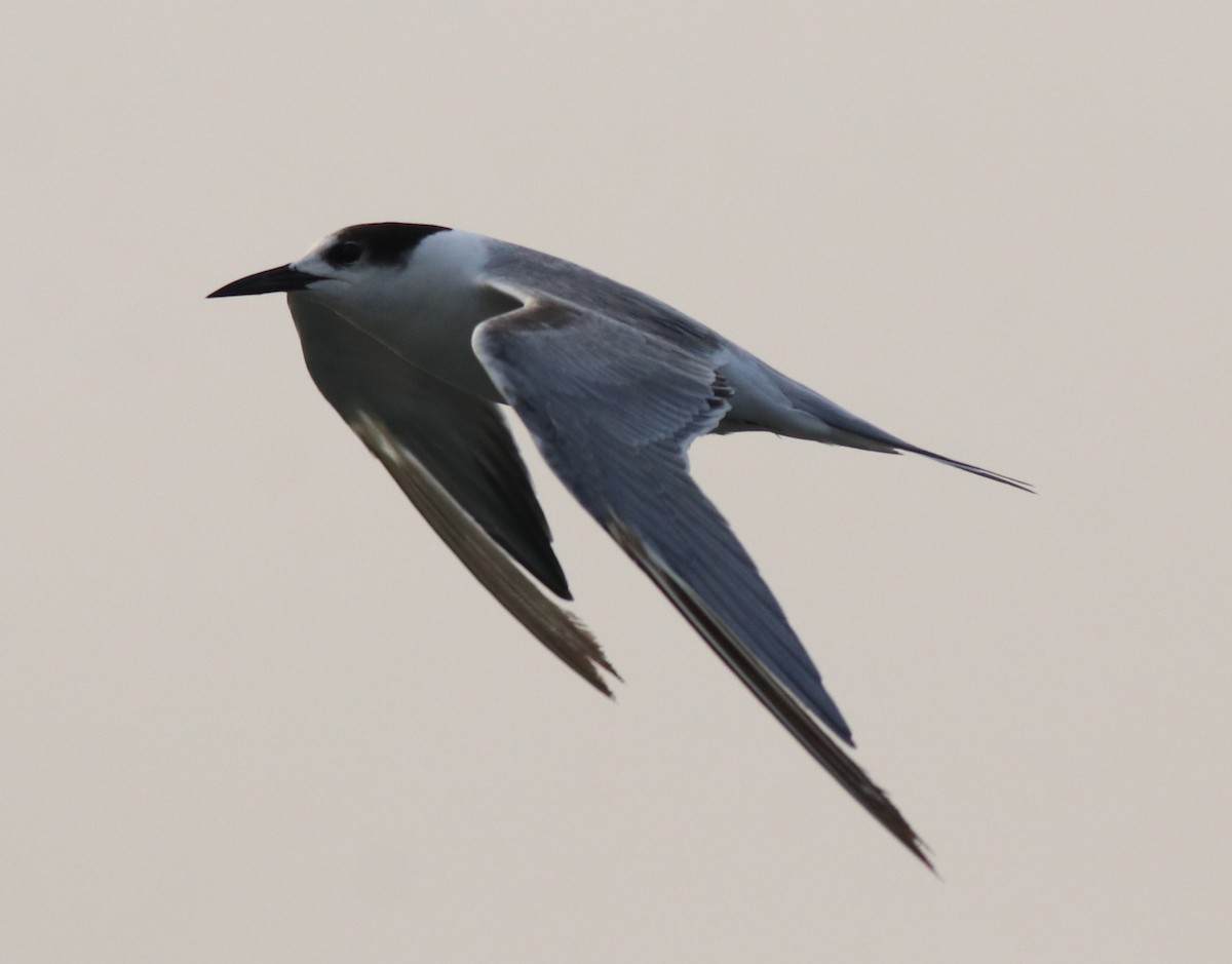 Common Tern - ML618539715