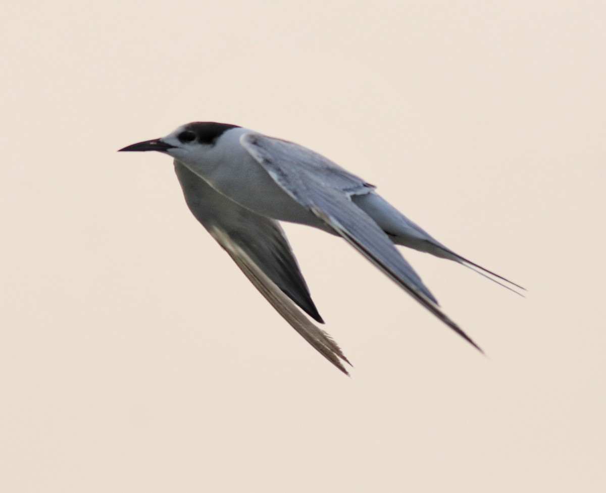 Common Tern - ML618539717