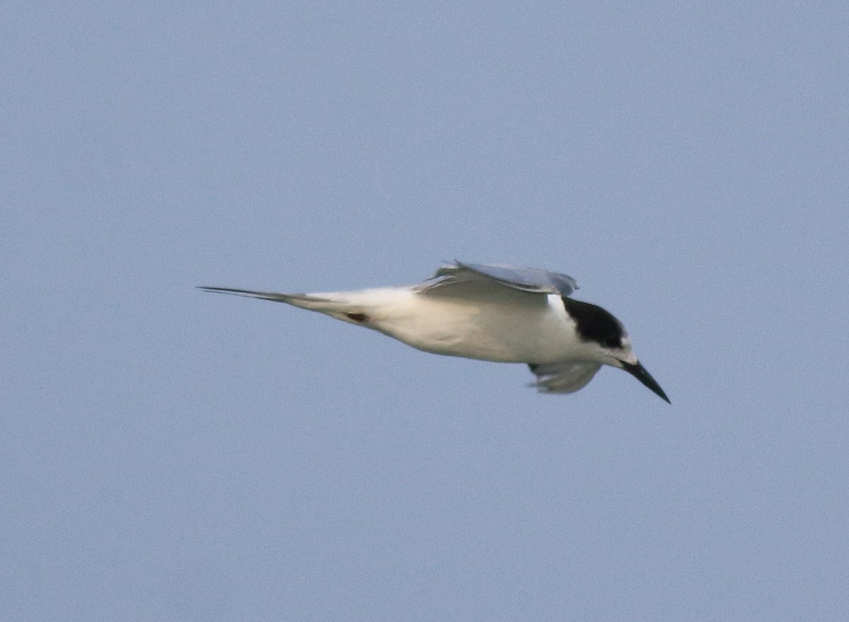 Common Tern - ML618539719