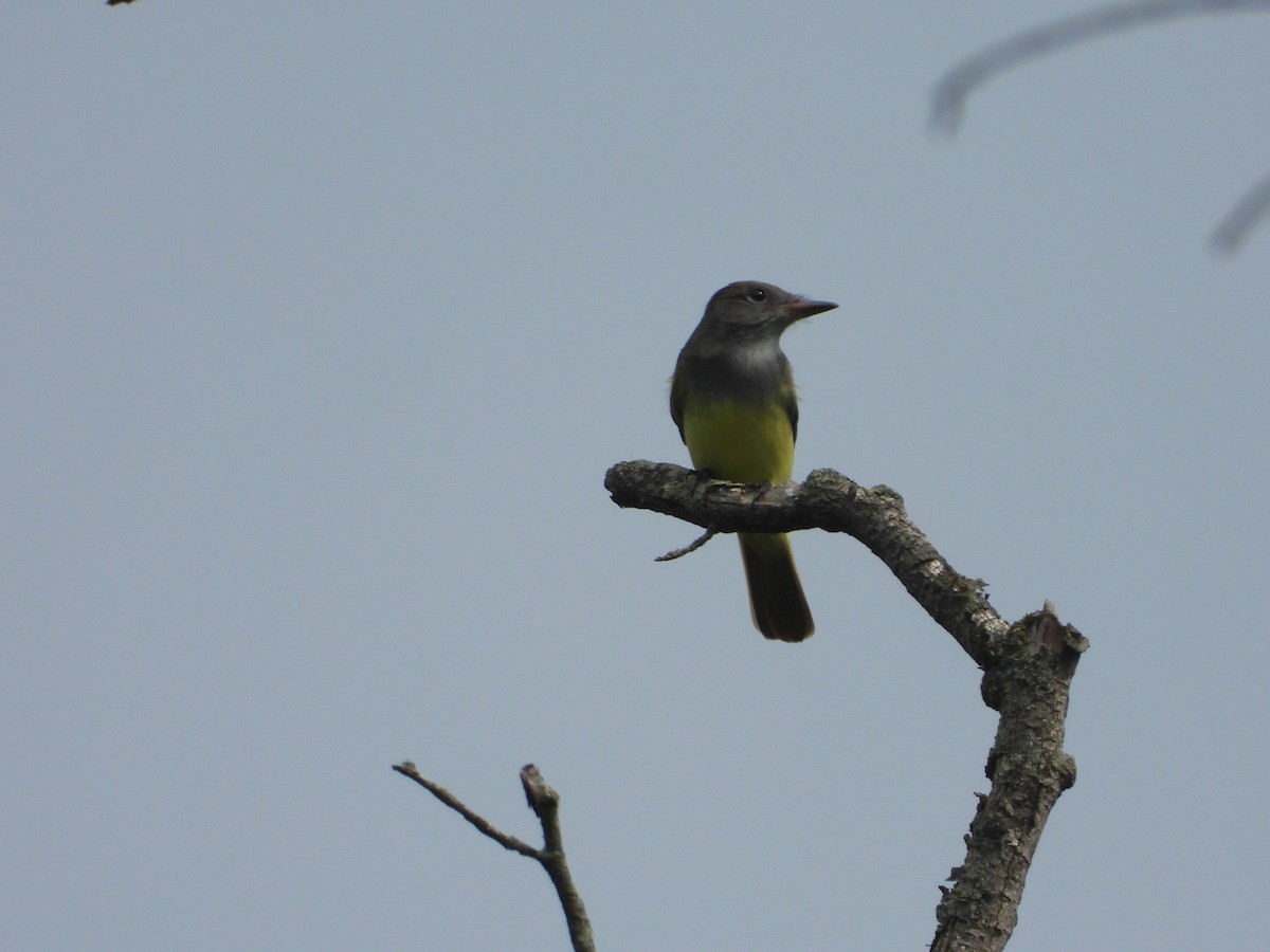 Great Crested Flycatcher - Chad Wilson