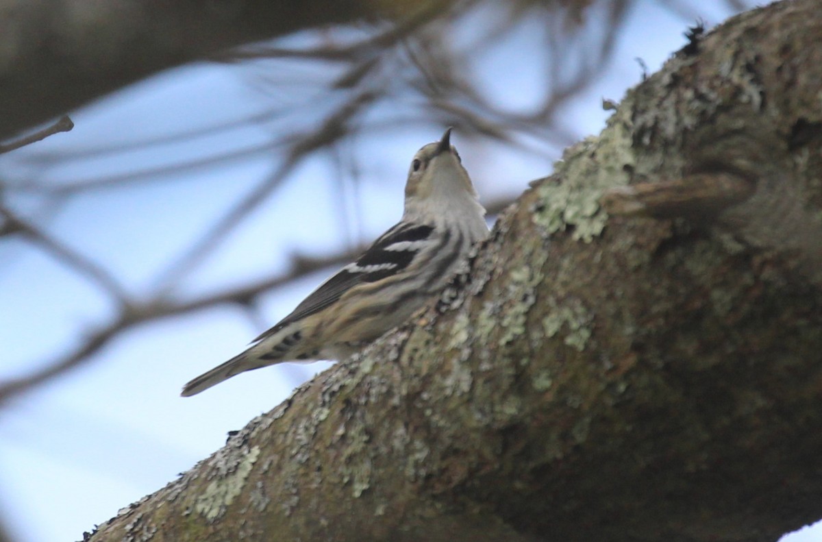 Black-and-white Warbler - ML618539766