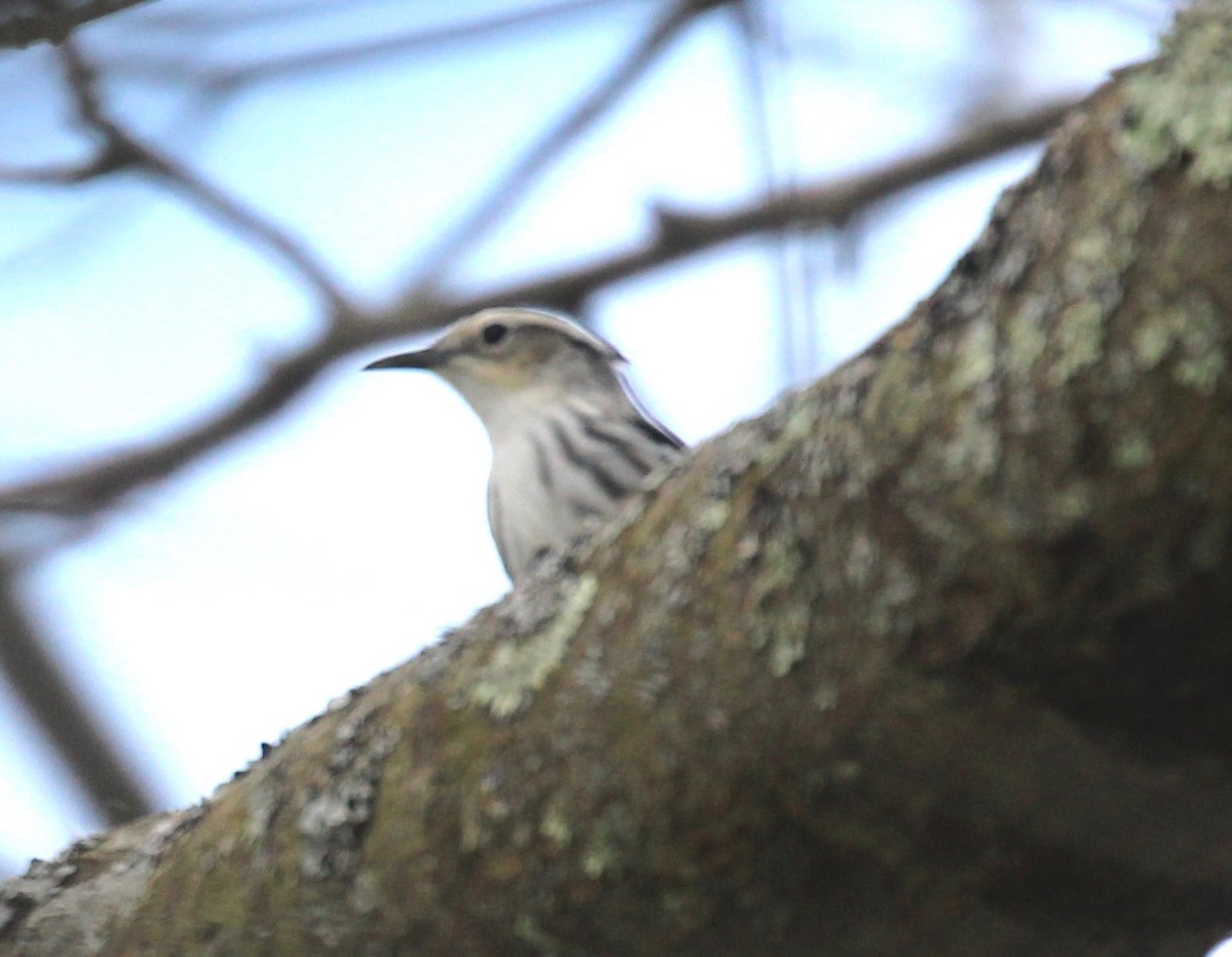 Black-and-white Warbler - ML618539771
