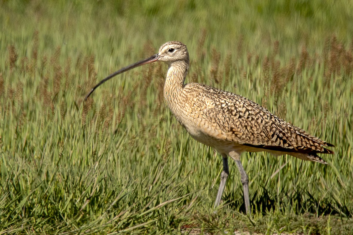 Long-billed Curlew - ML618539772