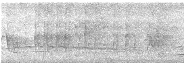 Thicket Tinamou - ML618539814