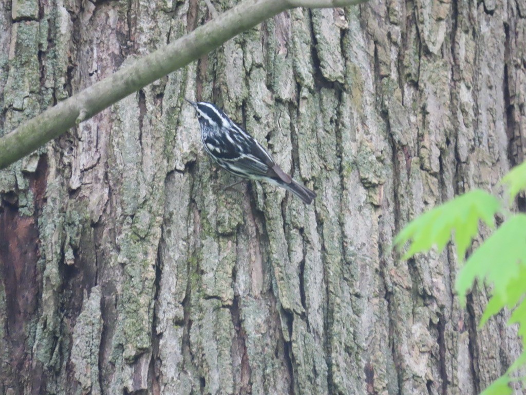Black-and-white Warbler - ML618539824