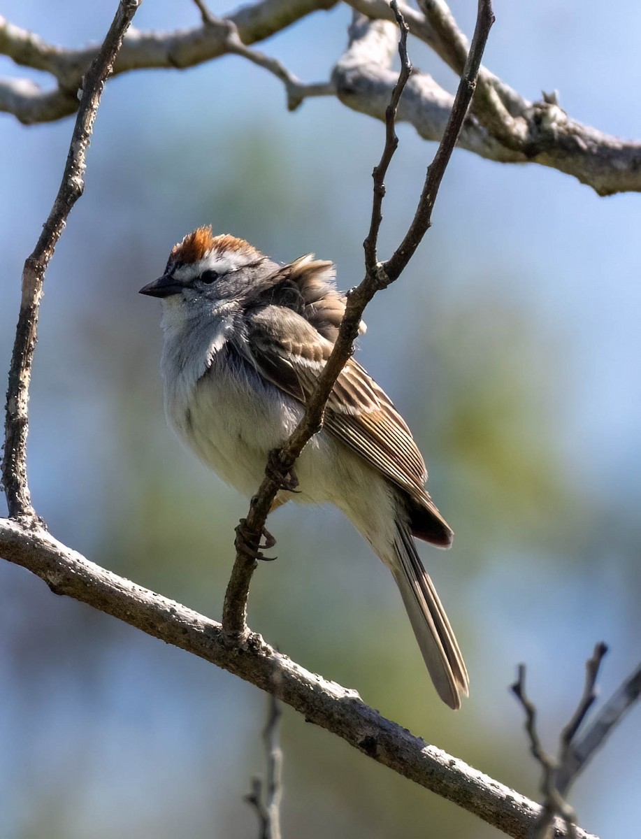 Chipping Sparrow - Christine Jacobs